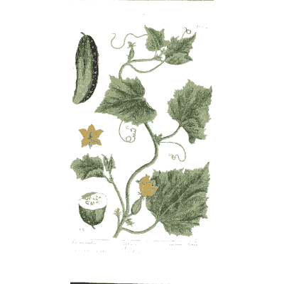 Cucumber vine with fruit 02 - A Curious Herbal - 1737