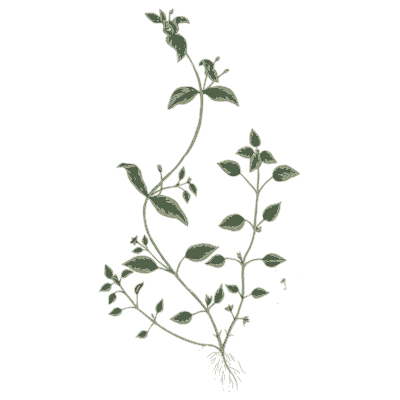 Twining herb - A Curious Herbal - 1737