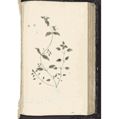Chickweed 02 - A Curious Herbal - 1737