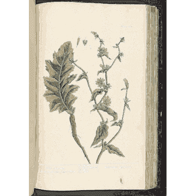 Lobed-leaved herb with blue flowers - A Curious Herbal - 1737