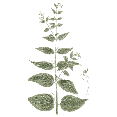 Upright leafy herb - A Curious Herbal - 1737