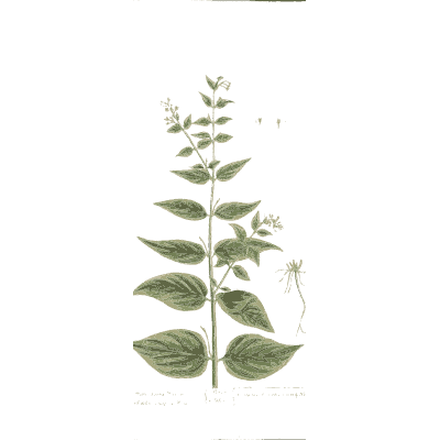 Paired-leaved herb with small flowers - A Curious Herbal - 1737