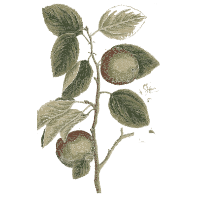 Quince or apple branch - A Curious Herbal - 1737
