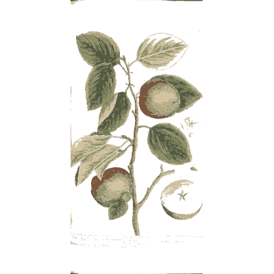 Apple branch with cut fruit - A Curious Herbal - 1737