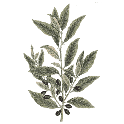 Olive-like branch with berries - A Curious Herbal - 1737
