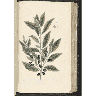 Bay branch with berries - A Curious Herbal - 1737