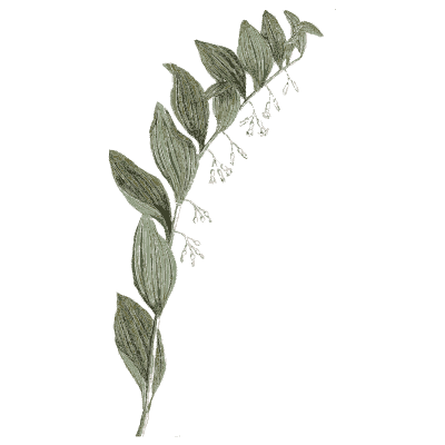 Solomon's seal 02 - A Curious Herbal - 1737