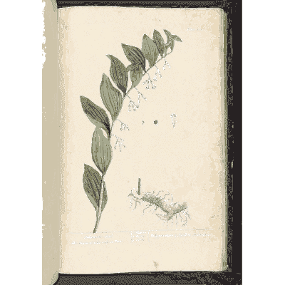Solomon's seal 01 - A Curious Herbal - 1737