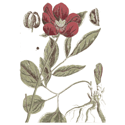 Peony 03 - A Curious Herbal - 1737