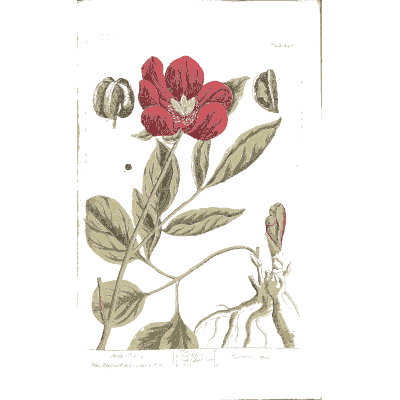 Red peony with seed pods - A Curious Herbal - 1737