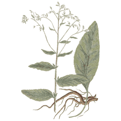 Flowering herb with broad leaf - A Curious Herbal - 1737