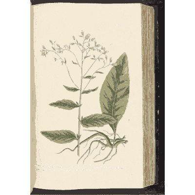 Broad-leaved herb with red roots - A Curious Herbal - 1737