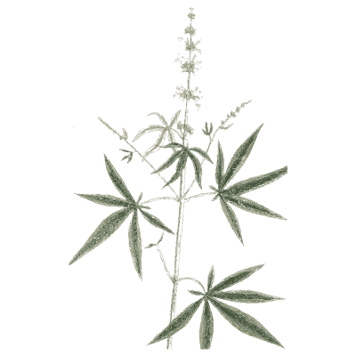 Hemp plant 03 - A Curious Herbal - 1737