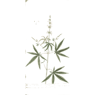 Hemp plant with flowers - A Curious Herbal - 1737