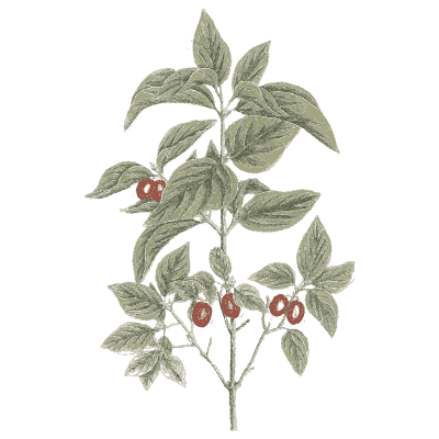 Nightshade with berries 03 - A Curious Herbal - 1737