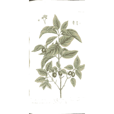 Cornel branch with fruit - A Curious Herbal - 1737