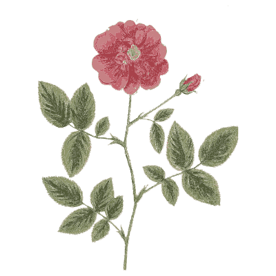 Wild rose - A Curious Herbal - 1737
