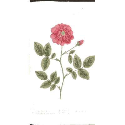 Red rose - A Curious Herbal - 1737