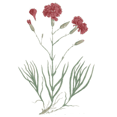 Clove pink - A Curious Herbal - 1737