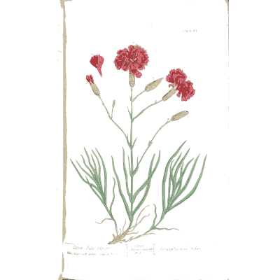 Carnation 02 - A Curious Herbal - 1737
