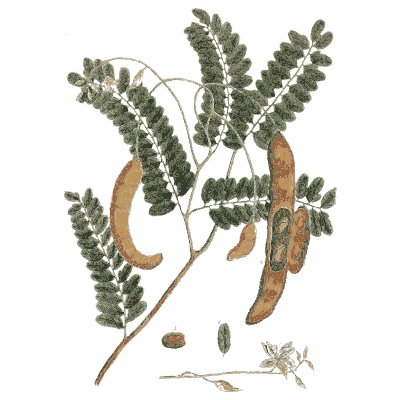 Tamarind branch with pods 04 - A Curious Herbal - 1737