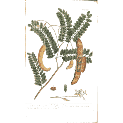 Tamarind with pods and flowers 02 - A Curious Herbal - 1737