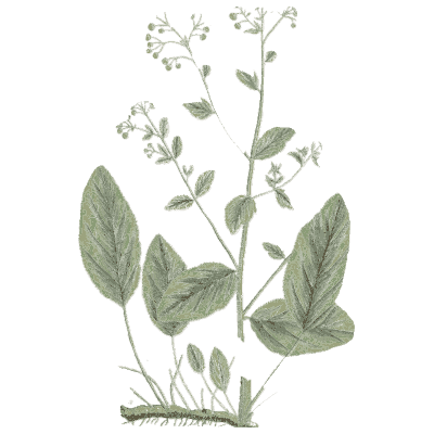 Flowering herb with oval leaves - A Curious Herbal - 1737