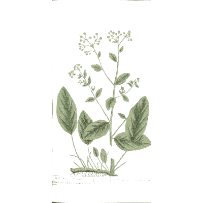Oval-leaved herb with flower heads - A Curious Herbal - 1737