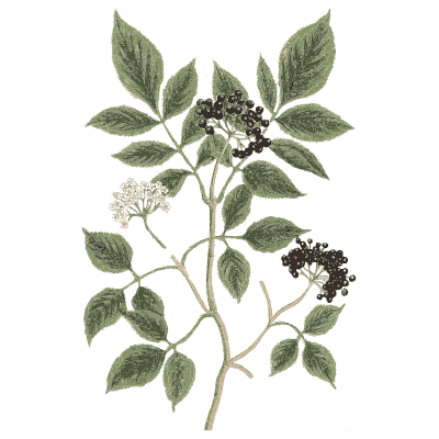 Elder with berries - A Curious Herbal - 1737
