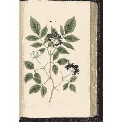 Elder branch with berries - A Curious Herbal - 1737
