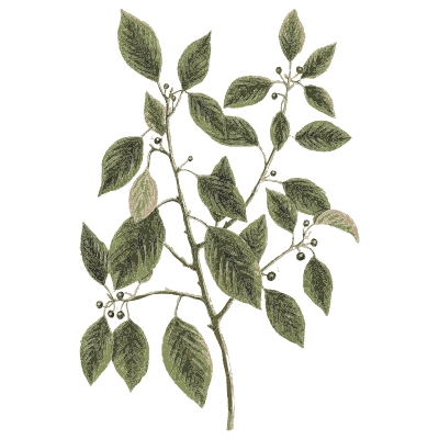 Shrub branch with berries - A Curious Herbal - 1737