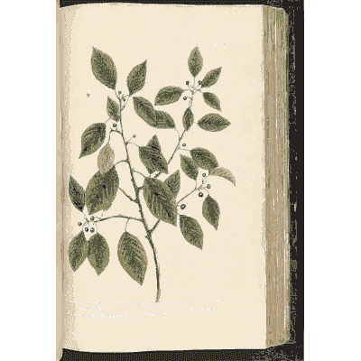 Black alder branch with berries - A Curious Herbal - 1737