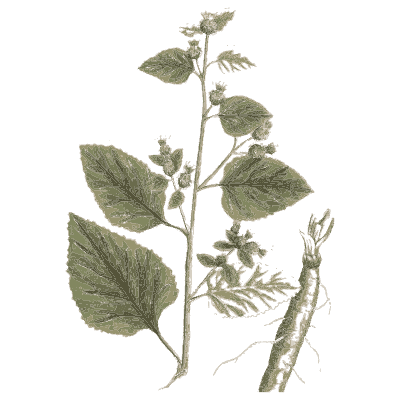 Herb with root and flower buds - A Curious Herbal - 1737