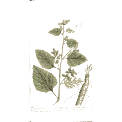 Nettle plant with root - A Curious Herbal - 1737