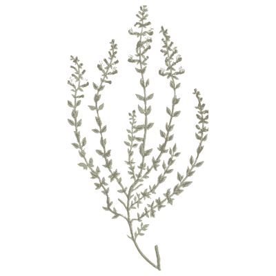 Wiry branching herb - A Curious Herbal - 1737
