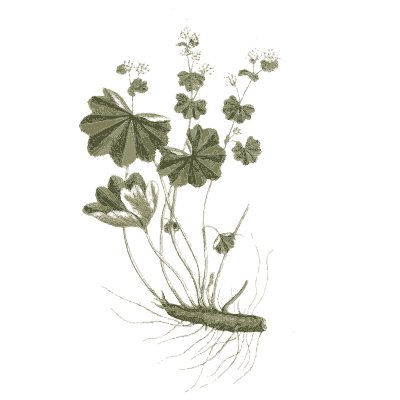 Lady's mantle with root - A Curious Herbal - 1737