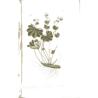 Scalloped-leaf plant with white flowers 02 - A Curious Herbal - 1737
