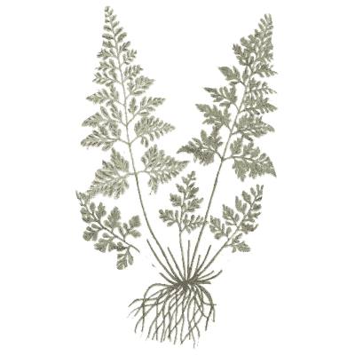 Maidenhair-like fern - A Curious Herbal - 1737