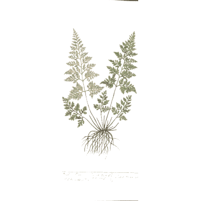 Fern with divided fronds 02 - A Curious Herbal - 1737