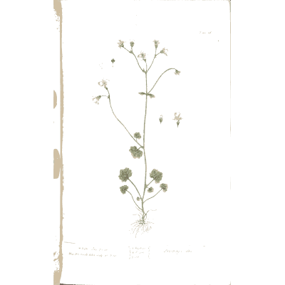 Slender plant with small white flowers - A Curious Herbal - 1737