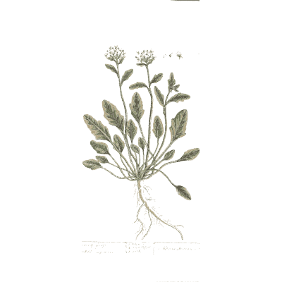 Rosette plant with white flower spray - A Curious Herbal - 1737