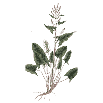 Dock or sorrel - A Curious Herbal - 1737
