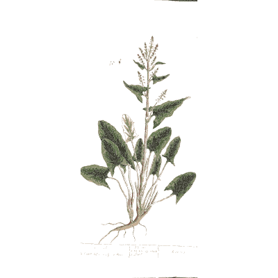 Sorrel plant with root - A Curious Herbal - 1737