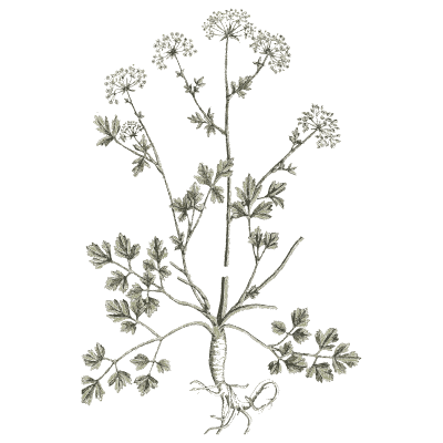 Umbellifer with root - A Curious Herbal - 1737