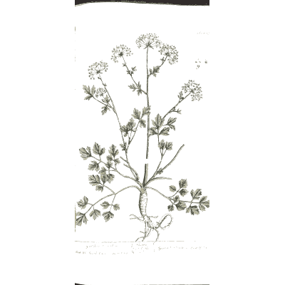 White umbel herb - A Curious Herbal - 1737
