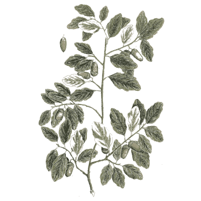 Leafy branch 02 - A Curious Herbal - 1737