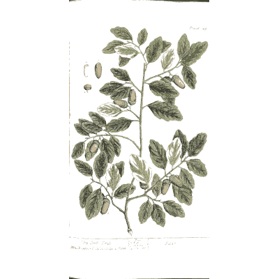 Branch with paired leaflets and pod 02 - A Curious Herbal - 1737