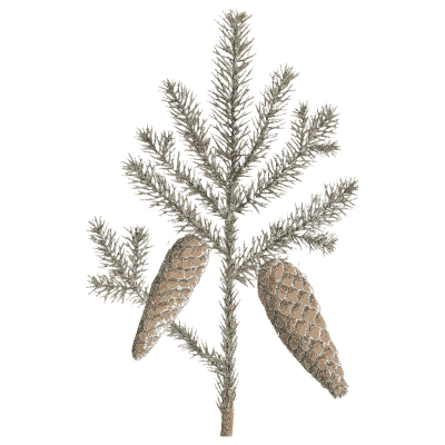 Spruce branch with cones - A Curious Herbal - 1737