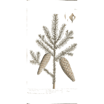 Fir branch with cones 03 - A Curious Herbal - 1737
