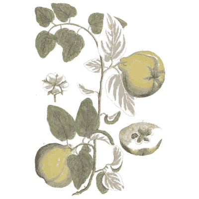 Quince with fruit - A Curious Herbal - 1737